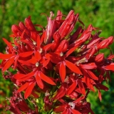 Lobelia cardinal (ljubičasta, lobelia cardinalis): crvena, akvariju...